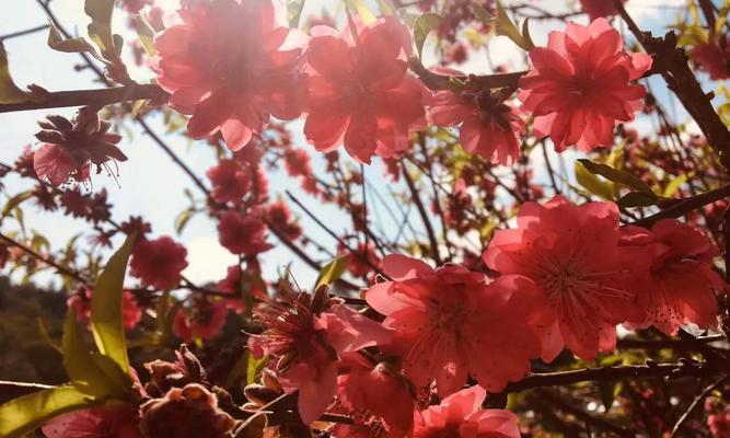 竹夹桃花的花语（桃花开在竹间）