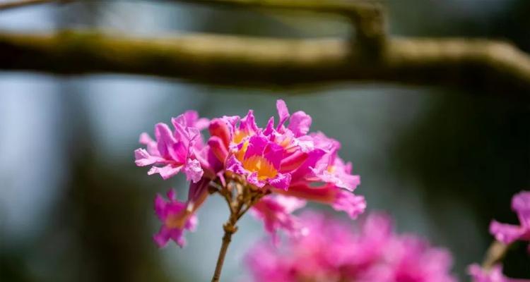 紫花风铃木的花语及其象征意义（探索紫花风铃木的花语与内涵）