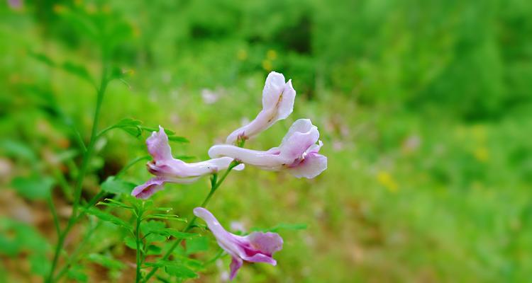 紫堇花（紫堇的花语与传说及其奇异之美）