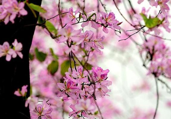 紫荆花花语的深刻寓意（探寻紫荆花背后的含义）