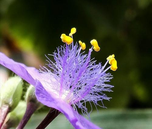 紫露草的花语及其美丽传承（探秘紫露草花语）