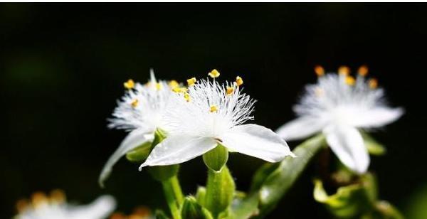 紫露草的花语及其美丽传承（探秘紫露草花语）