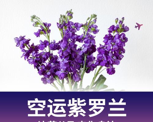 紫罗兰花语的赠送对象与意义（用紫罗兰表达真挚情感）