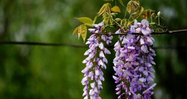 紫藤花的花语——爱与纯洁（探索紫藤花的花语）