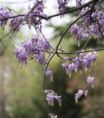 紫藤花的花语和传说（神秘而美丽的紫藤花）