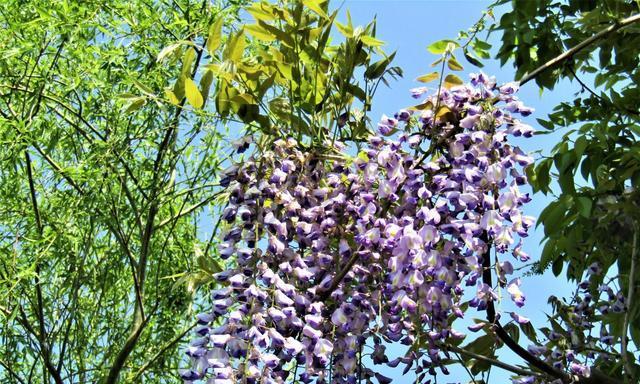 紫藤花花语及其寓意（深入解读紫藤花的花语）