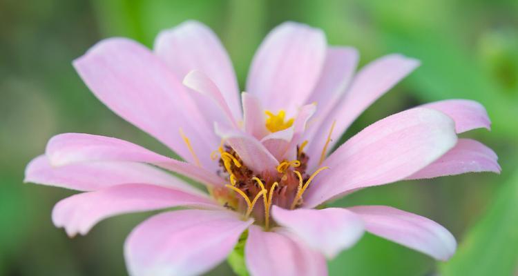 紫菀花的花语——深情绽放（紫菀花开如诗）