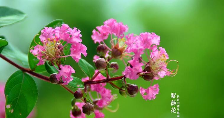 紫薇花的花语与含义（深入了解紫薇花的神秘语言）