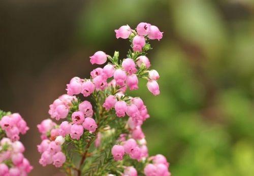 花开花落，花语唯美如诗（用花语诉说爱与美）