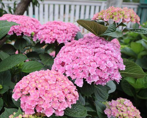 八仙花花语（探索八仙花的花语与传说）