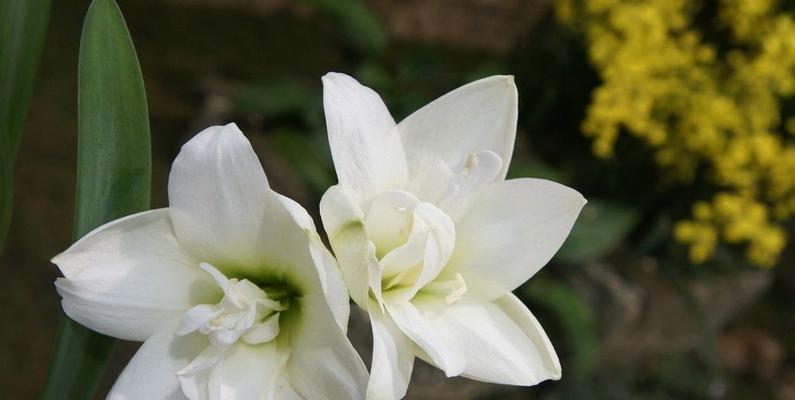 百合大全花语之美——花开花谢，情感永存（揭秘百合花的花语及其寓意）