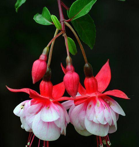 吊钟花的花语——美丽与祝福的象征（探寻吊钟花的花语及其传达的意义）