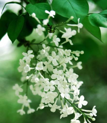 丁香花的花语之美丽永恒（传递爱和纪念的芬芳）