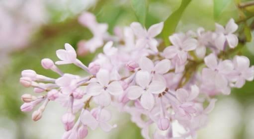 丁香花语之美—芳香四溢的幸福之花（探寻丁香花的花语和象征意义）