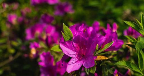 杜鹃花的花语和寓意（探寻杜鹃花背后的深意）