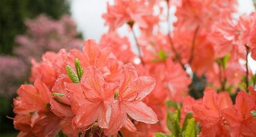 杜鹃花的花语-传递爱与希望的使者（鲜花中的吉祥兆头）