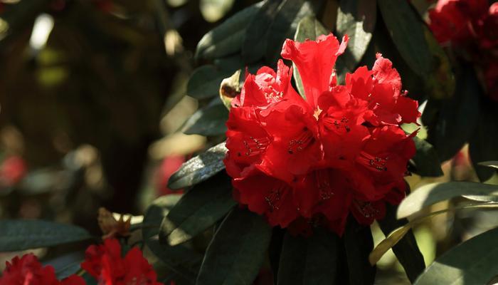 杜鹃花（杜鹃花的特点）