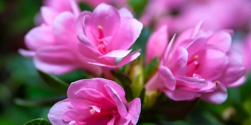 杜鹃花（杜鹃花的特点）