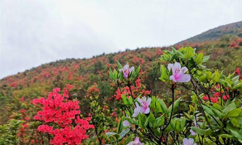 杜鹃花（揭示自然的奇迹）