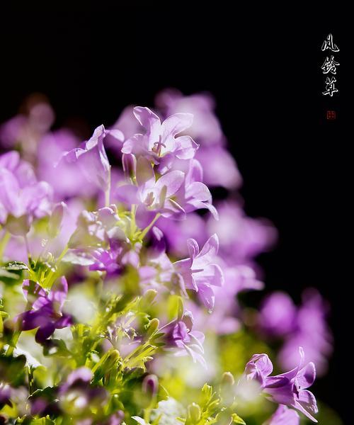 风铃草的花语与传说（神秘之花的魅力与传承）