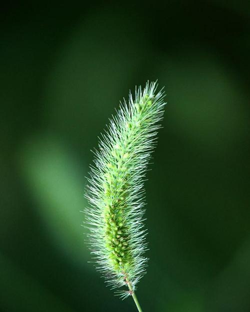 狗尾草的花语（揭秘狗尾草的象征意义和传说）