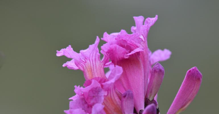 红花风铃木的花语（探索红花风铃木花语的美丽与意义）