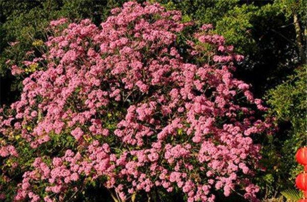 红花风铃木的花语（探索红花风铃木花语的美丽与意义）