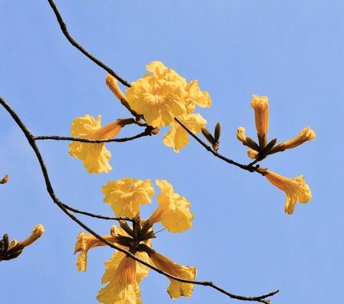 红花风铃木的花语（探索红花风铃木花语的美丽与意义）