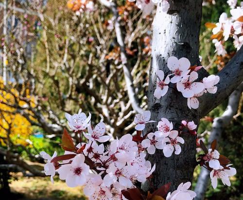 红叶李的花语与含义（赏析红叶李的美丽）