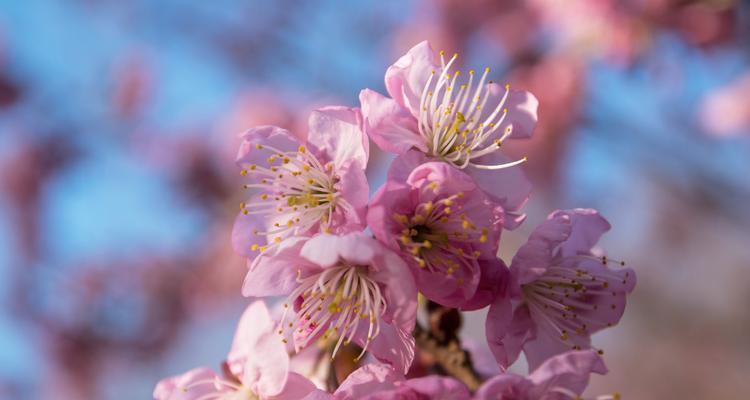 红叶樱花的花语及意义（美丽绚烂的红叶樱花）