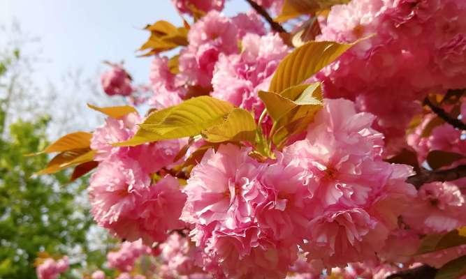 红叶樱花的花语及意义（美丽绚烂的红叶樱花）