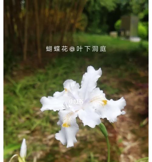 蝴蝶花的花语-生命与变化的象征（探索蝴蝶花所传递的深刻意义）