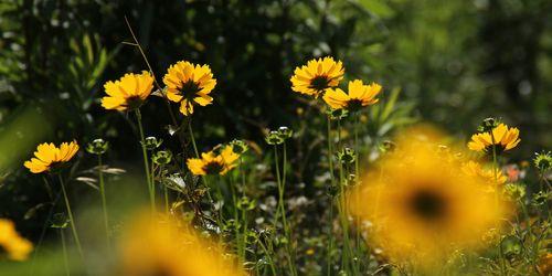 以黄菊花的花语为主题的文章（探寻黄菊花的美丽寓意）