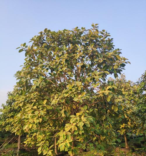 揭秘以假植苗之险象背后的利益链（暴露植苗产业中的欺诈现象与防范措施）