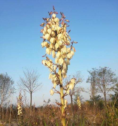 剑麻花语之美——传承中华文化的瑰宝（探寻剑麻花语的魅力与意义）