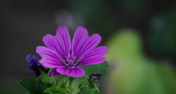 锦葵花的寓意与意义（美丽绽放的希望之花）