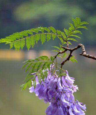 以蓝楹花的花语——寄托思念与坚定信念（传递温暖的蓝色微笑）