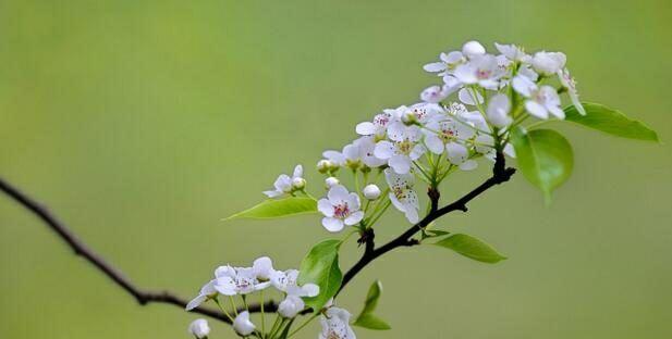 梨花的花语与意义——花开春天的希望（传达爱）