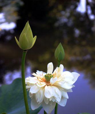 莲花之美（探寻莲花的花语与寓意）