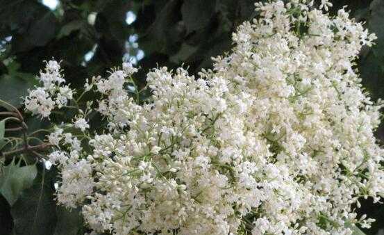 六月雪的花语——爱与纯洁的象征（令人心醉的白色盛宴）