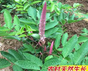 猫尾草花语与寓意（深入探索猫尾草的15种含义）