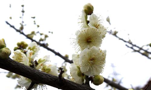 梅花的花语（品读梅花的花语）