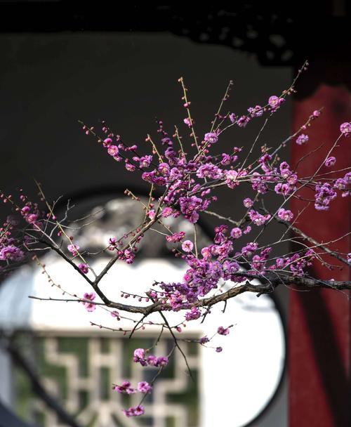 梅花的花语（品读梅花的花语）