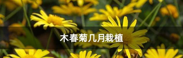 以木春菊为主题的寓意（生命力与坚韧的象征——木春菊）