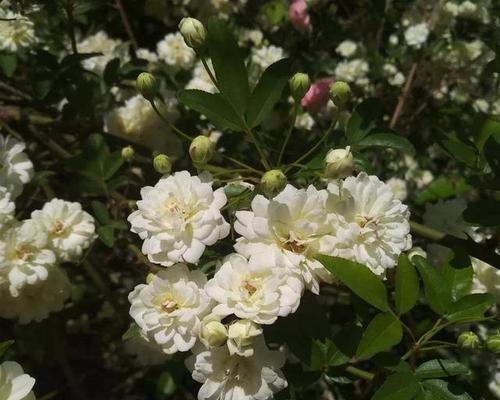 木香花语（探寻木香花语中的）