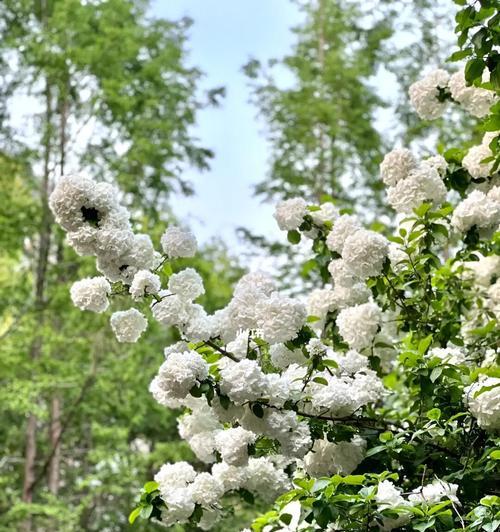 以木绣球的花语及其意义（以木绣球花语的解读与传承）