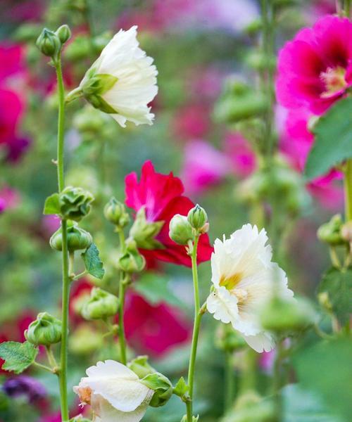 以蜀葵的花语是什么（探寻蜀葵背后的含义）