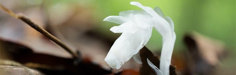 水晶兰的花语——美丽与祝福（透过水晶兰）