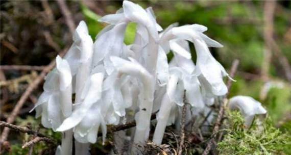 水晶兰的花语——美丽与祝福（透过水晶兰）