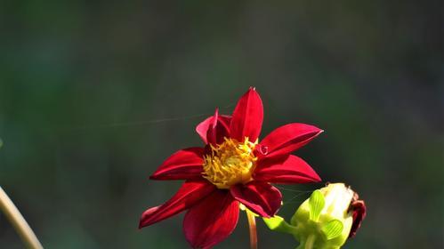 小丽花的寓意与美好生活（探索小丽花象征的含义）